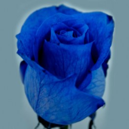 blue_dyed_rose